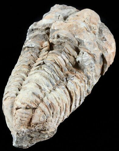 Calymene Trilobite From Morocco #49653